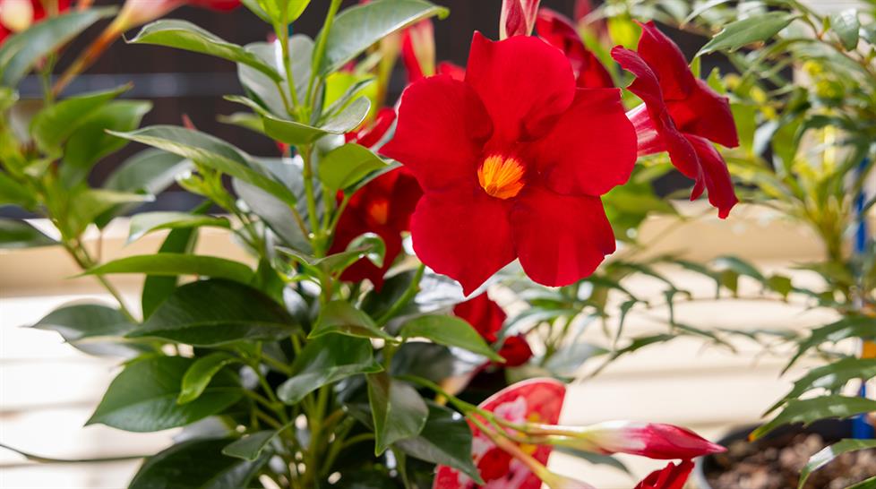 Houseplants Winner: Sundaville Topper Red Yellow Eye - Suntory Flowers Europe